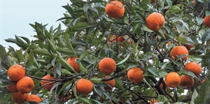 CRISI FRUTTA: AGRINSIEME, I PROBLEMI DELL’AGRUMICOLTURA